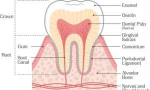Sezione trasversale di un dente che mostra smalto, dentina, polpa, cemento, legamento parodontale e alveoli dentali, con gengiva e vasi sanguigni.