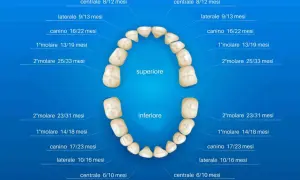 Schema dei denti da latte con i loro nomi e tempi di eruzione. I denti centrali spuntano tra 6 e 12 mesi.
