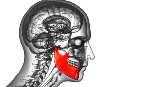 Illustrazione anatomica del cervello e della mandibola in evidenza rossa, che potrebbe rappresentare il movimento involontario di battere i denti.