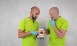 Due dentisti con camici verdi mostrano un modello di denti, spiegando come si chiamano i denti davanti.