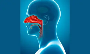 Sezione anatomica della testa umana che evidenzia in rosso il **seno nasale** e le vie respiratorie superiori.