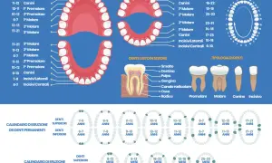 Il diagramma mostra quanti molari abbiamo e quando spuntano, con schemi di eruzione per denti permanenti e da latte.