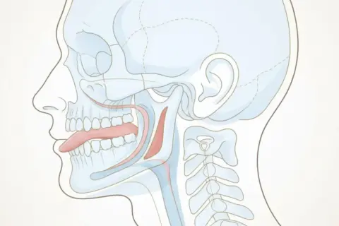 Illustrazione anatomica della lingua posizionata correttamente sul palato, che dimostra come mewing funziona per migliorare la postura facciale e la respirazione.