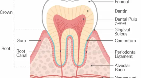 Sezione trasversale di un dente che mostra smalto, dentina, polpa, cemento, legamento parodontale e alveoli dentali, con gengiva e vasi sanguigni.