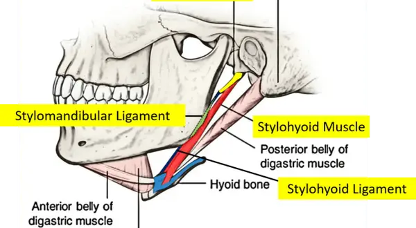 Text excerpt highlighting differential diagnoses for orofacial and cervical pain, including Eagle syndrome.