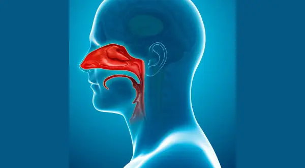 Sezione anatomica della testa umana che evidenzia in rosso il **seno nasale** e le vie respiratorie superiori.