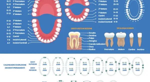 Il diagramma mostra quanti molari abbiamo e quando spuntano, con schemi di eruzione per denti permanenti e da latte.