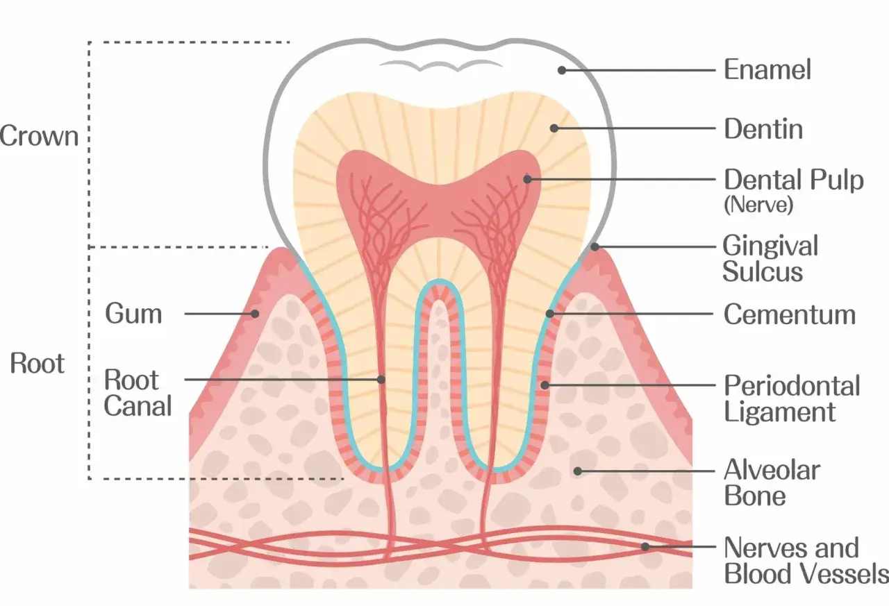 Sezione trasversale di un dente che mostra smalto, dentina, polpa, cemento, legamento parodontale e alveoli dentali, con gengiva e vasi sanguigni.