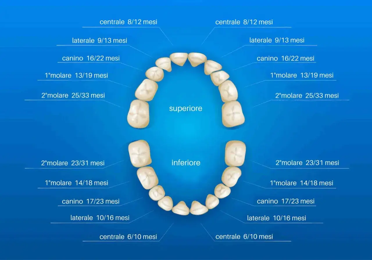 Schema dei denti da latte con i loro nomi e tempi di eruzione. I denti centrali spuntano tra 6 e 12 mesi.