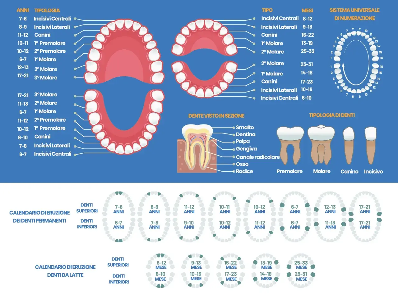 Il diagramma mostra quanti molari abbiamo e quando spuntano, con schemi di eruzione per denti permanenti e da latte.