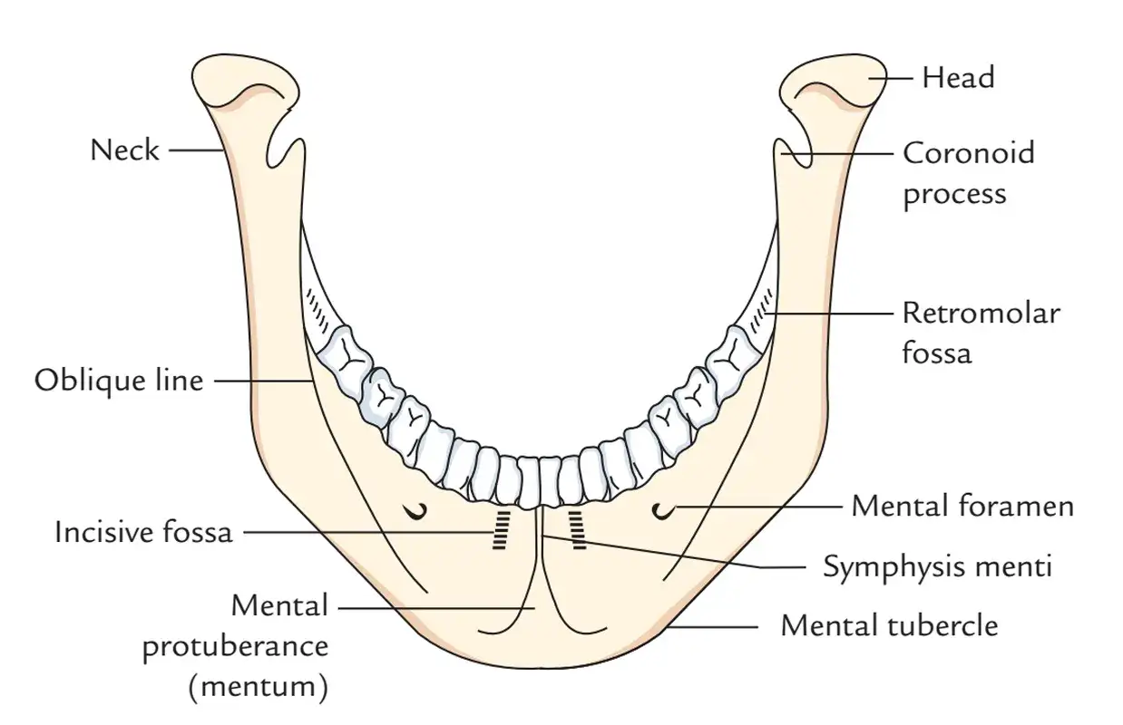 Mandibola con dettagli anatomici, inclusa la sinfisi mandibolare, il mento e le arcate dentarie.