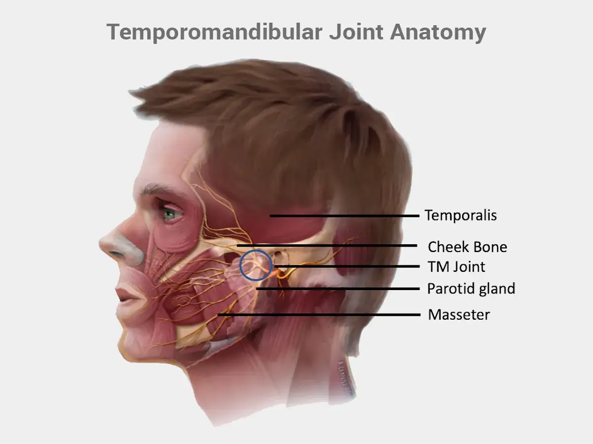 Anatomia dell'ATM (articolazione temporo-mandibolare) in medicina, con dettagli su muscoli e ghiandola parotide.