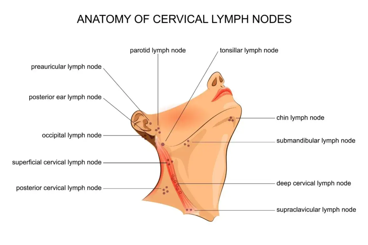 Anatomia dei linfonodi del collo, inclusi i linfonodi sottomentali, che aiutano a filtrare le infezioni.