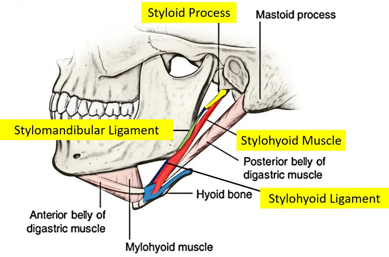 Anatomia del collo: processo stiloideo, legamento stilomandibolare e muscolo stiloiodeo, strutture coinvolte nella sindrome Eagle.