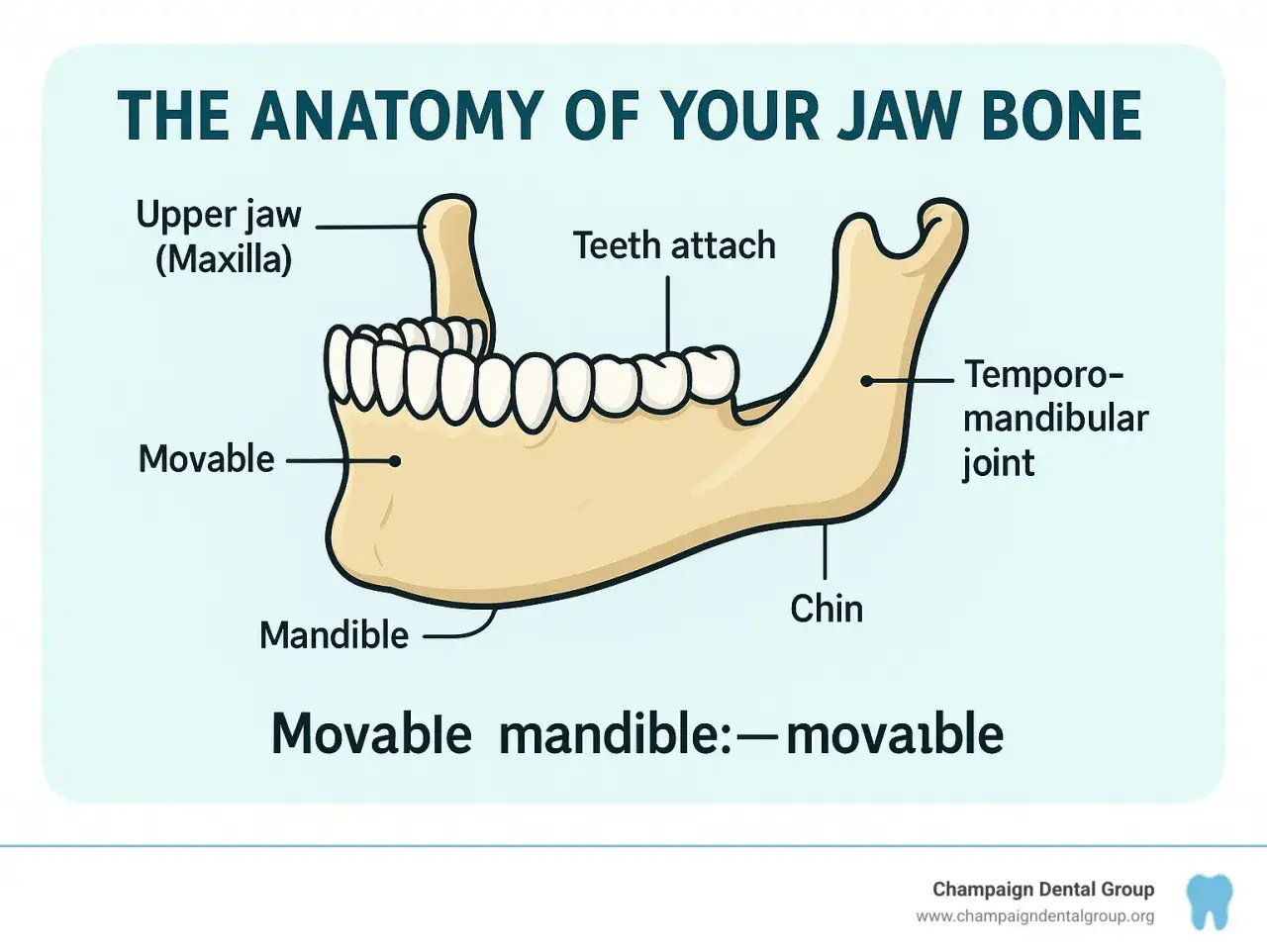 Illustrazione anatomica delle ossa mascellari: mascella superiore (maxilla) e mandibola mobile, con dettagli su articolazione temporo-mandibolare e mento.