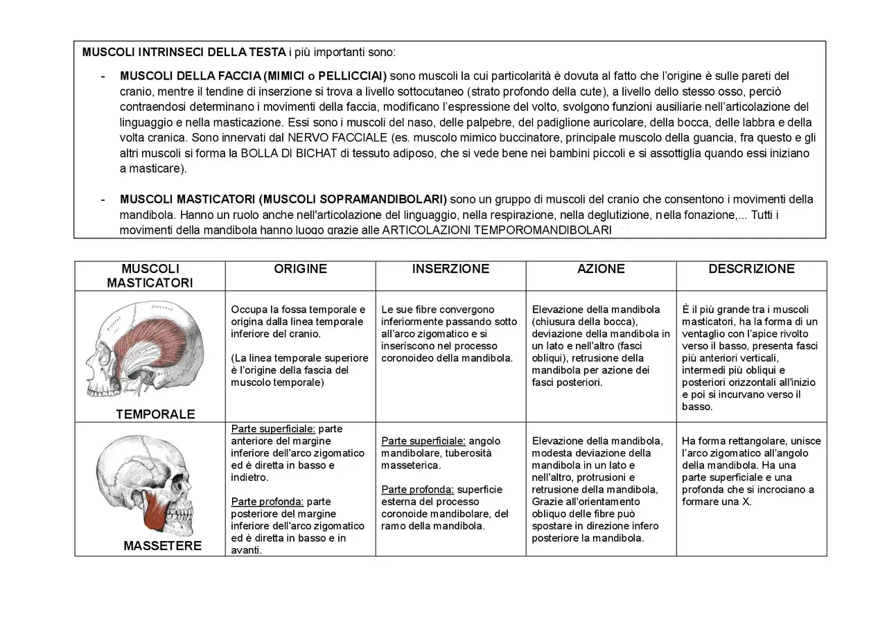 Muscoli masticatori, la cui tensione può causare dolore mandibola stress. Immagine anatomica con dettagli su origine, inserzione, azione e descrizione.