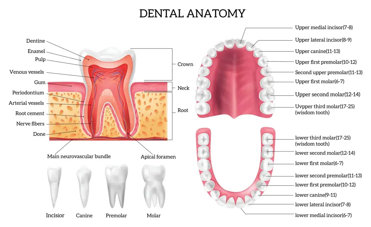 I denti davanti, come si chiamano? Sono gli incisivi, sia mediali che laterali, e i canini, fondamentali per tagliare e strappare il cibo.