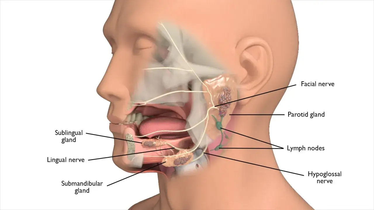 Anatomia delle ghiandole salivari e dei nervi facciali. La ghiandola sottomandibolare, una possibile causa di dolore sotto la mandibola, &egrave; visibile.