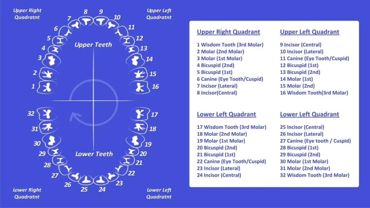 Schema dei quadranti denti, con numeri e nomi dei denti in ogni sezione.