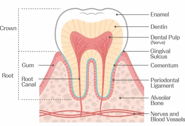 Sezione trasversale di un dente che mostra smalto, dentina, polpa, cemento, legamento parodontale e alveoli dentali, con gengiva e vasi sanguigni.