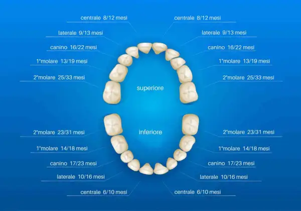 Schema dei denti da latte con i loro nomi e tempi di eruzione. I denti centrali spuntano tra 6 e 12 mesi.