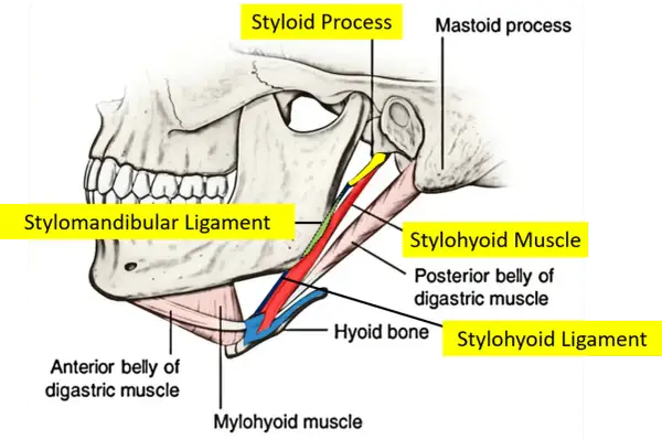 Text excerpt highlighting differential diagnoses for orofacial and cervical pain, including Eagle syndrome.