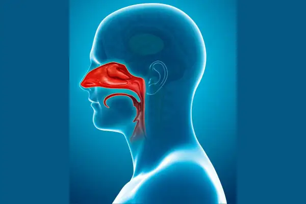 Sezione anatomica della testa umana che evidenzia in rosso il **seno nasale** e le vie respiratorie superiori.
