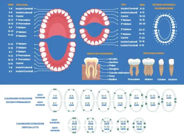 Il diagramma mostra quanti molari abbiamo e quando spuntano, con schemi di eruzione per denti permanenti e da latte.